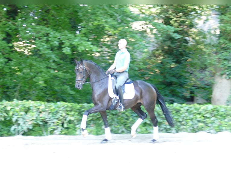 Hannoveraan Merrie 3 Jaar 166 cm Donkerbruin in Hemslingen