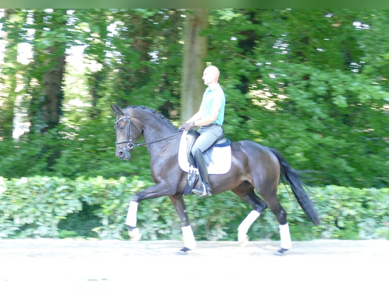 Hannoveraan Merrie 3 Jaar 166 cm Donkerbruin in Hemslingen