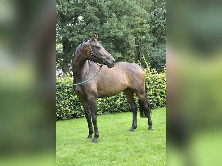 Hannoveraan Merrie 3 Jaar 166 cm Donkerbruin in Walsrode