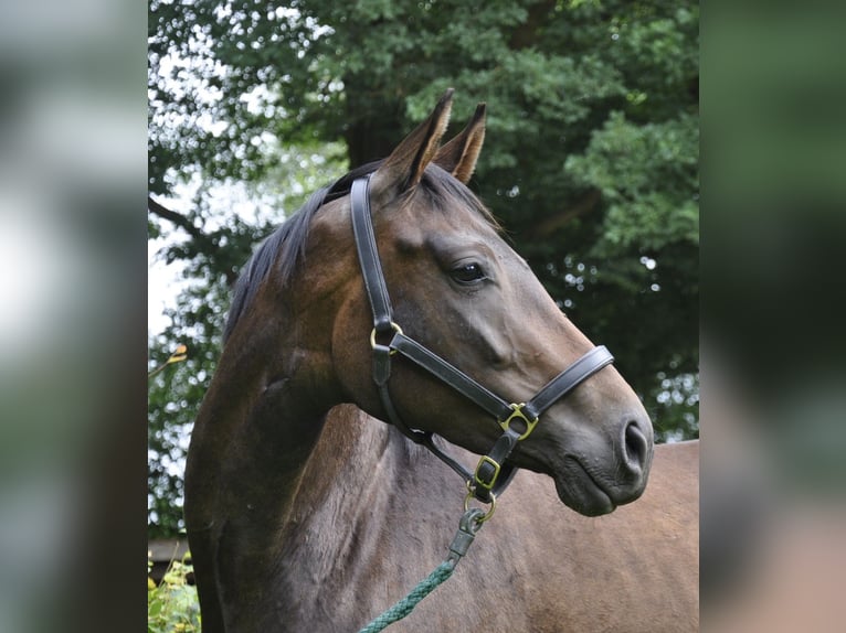 Hannoveraan Merrie 3 Jaar 166 cm Donkerbruin in Walsrode