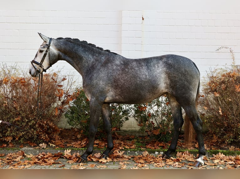 Hannoveraan Merrie 3 Jaar 166 cm Schimmel in Winsen (Aller)