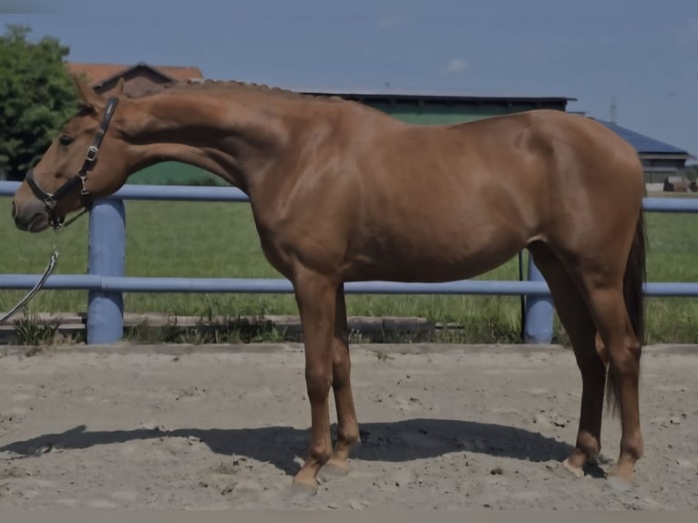 Hannoveraan Merrie 3 Jaar 166 cm Vos in Bremerv&#xF6;rde
