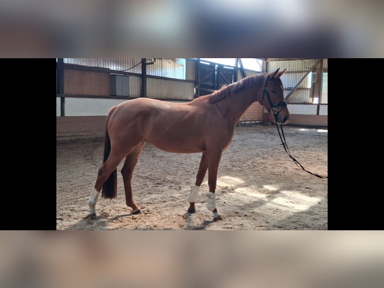 Hannoveraan Merrie 3 Jaar 166 cm Vos in Weste