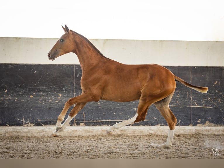 Hannoveraan Merrie 3 Jaar 166 cm Vos in Lavre