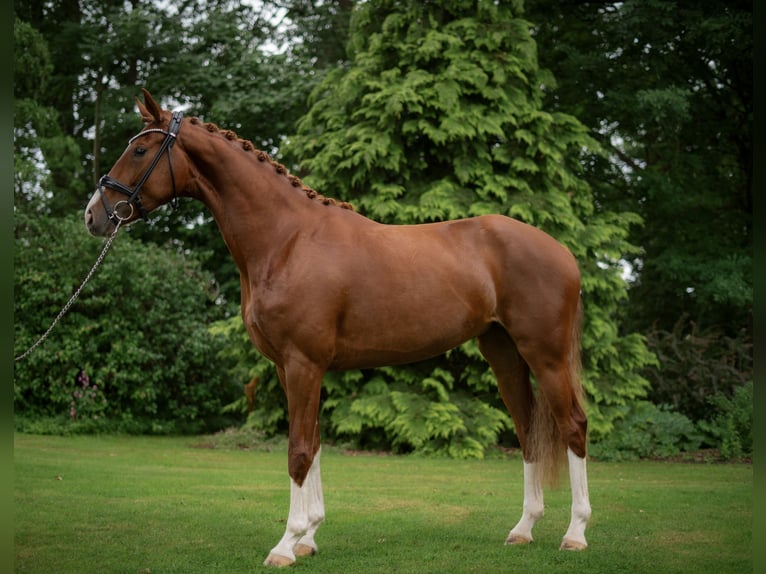 Hannoveraan Merrie 3 Jaar 166 cm Vos in Wagenfeld