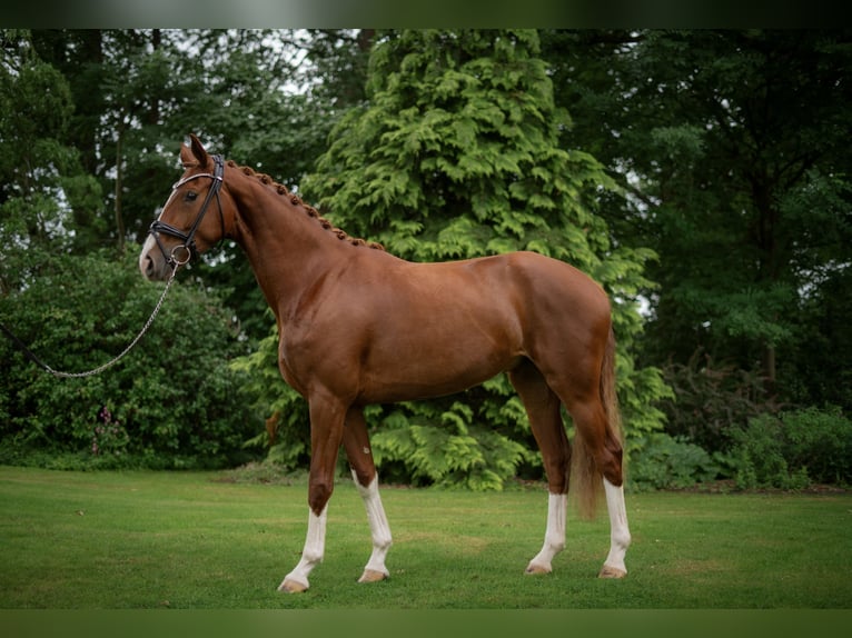 Hannoveraan Merrie 3 Jaar 166 cm Vos in Wagenfeld