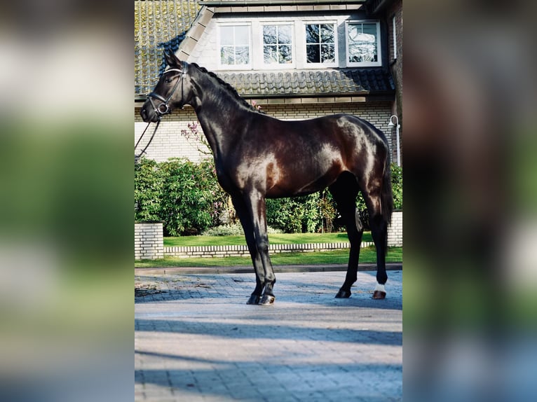 Hannoveraan Merrie 3 Jaar 166 cm Zwart in Dorsten
