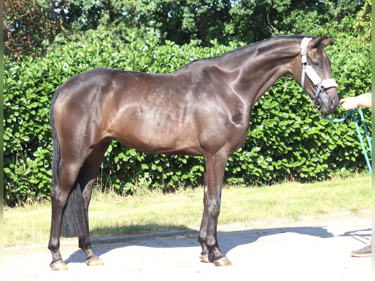 Hannoveraan Merrie 3 Jaar 166 cm Zwart in Selsingen