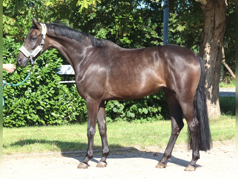 Hannoveraan Merrie 3 Jaar 166 cm Zwart in Selsingen