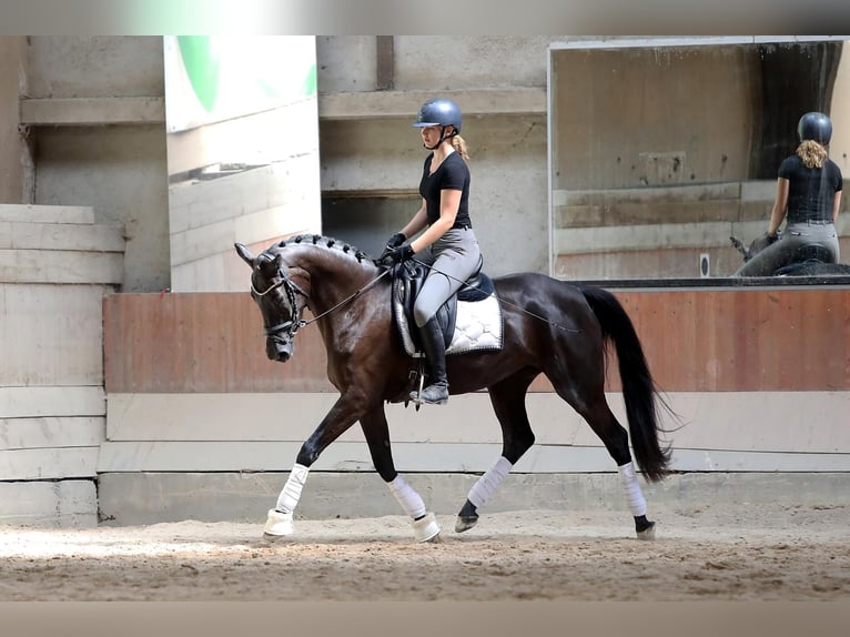 Hannoveraan Merrie 3 Jaar 166 cm Zwartbruin in Altenstadt