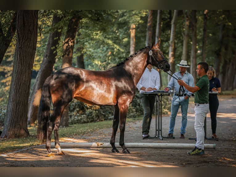 Hannoveraan Merrie 3 Jaar 166 cm Zwartbruin in Moers