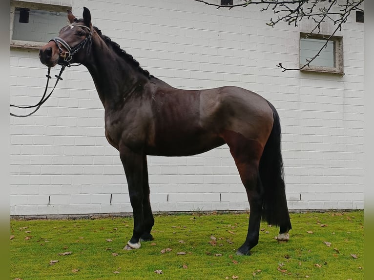 Hannoveraan Merrie 3 Jaar 167 cm Bruin in Barenburg