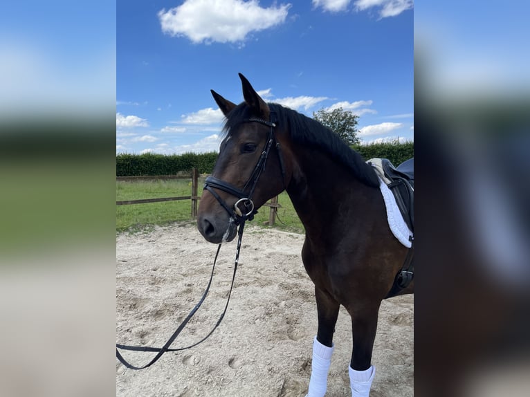 Hannoveraan Merrie 3 Jaar 167 cm Bruin in Guderhandviertel