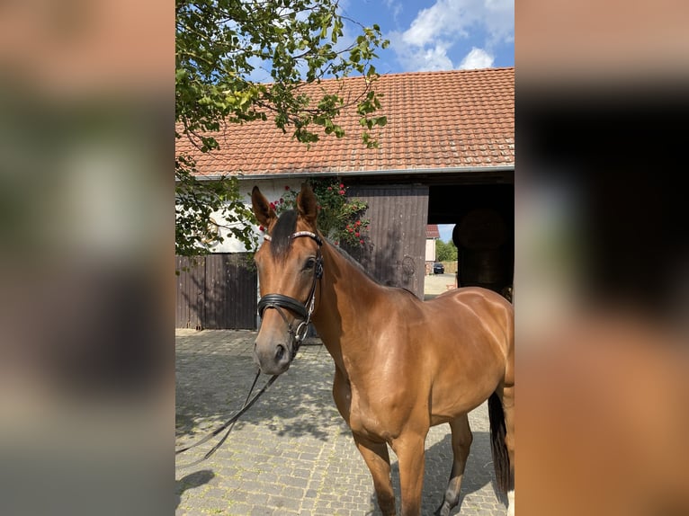 Hannoveraan Merrie 3 Jaar 167 cm Bruin in Büttstedt