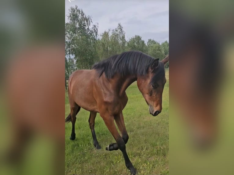 Hannoveraan Merrie 3 Jaar 167 cm Bruin in Oebisfelde