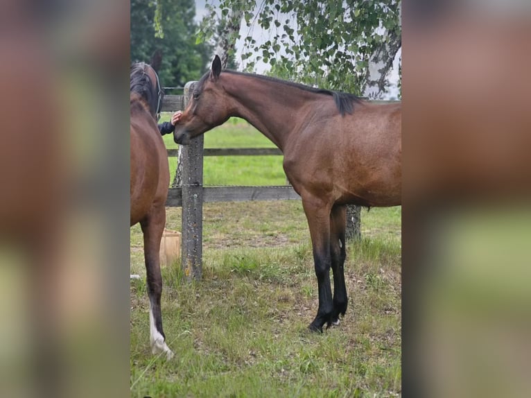 Hannoveraan Merrie 3 Jaar 167 cm Bruin in Oebisfelde