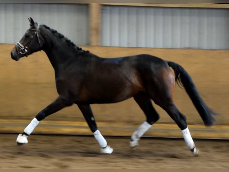 Hannoveraan Merrie 3 Jaar 167 cm Donkerbruin in Fredenbeck