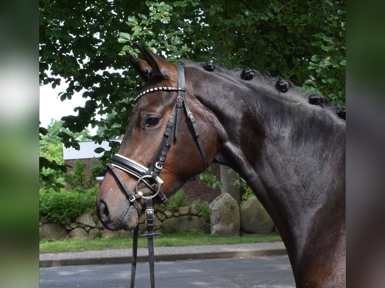 Hannoveraan Merrie 3 Jaar 167 cm Donkerbruin in Fredenbeck