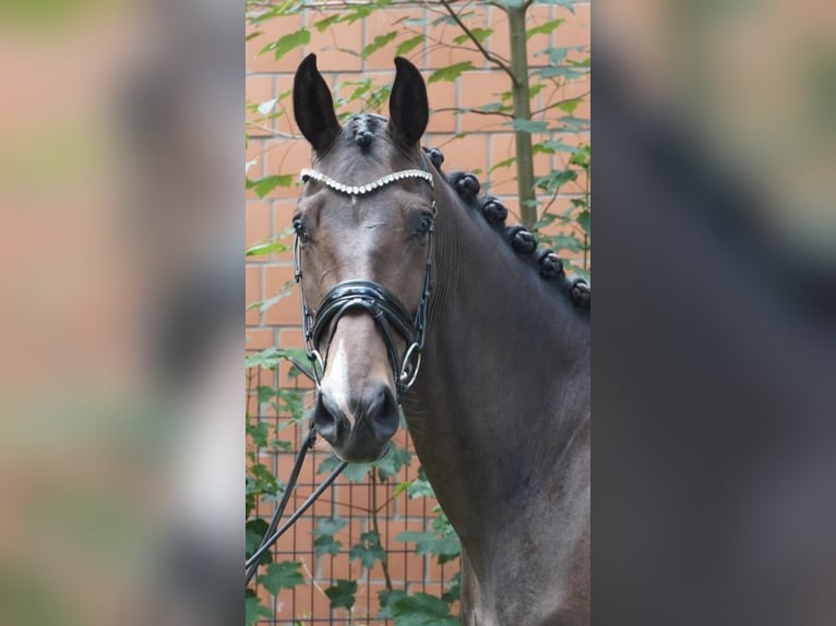 Hannoveraan Merrie 3 Jaar 167 cm Donkerbruin in Hamm