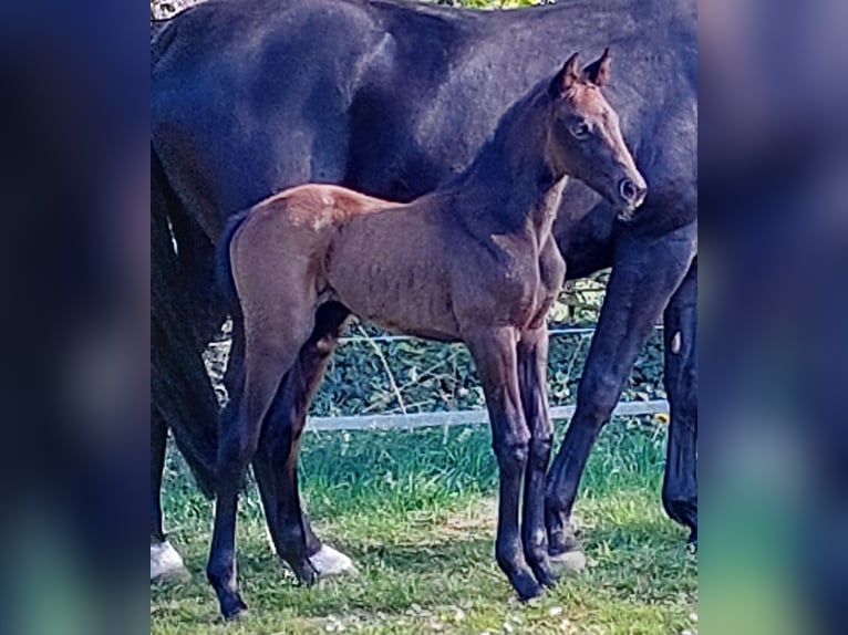 Hannoveraan Merrie 3 Jaar 167 cm kan schimmel zijn in Geestland