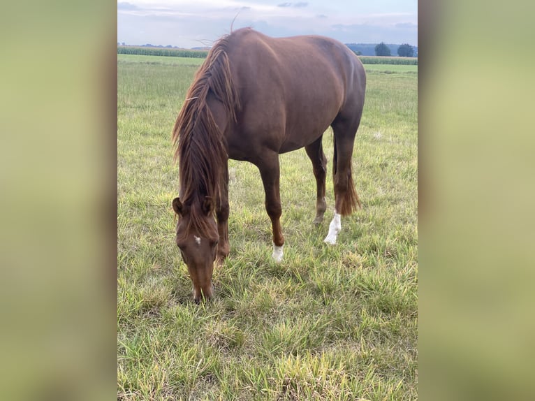 Hannoveraan Merrie 3 Jaar 167 cm Vos in Tespe