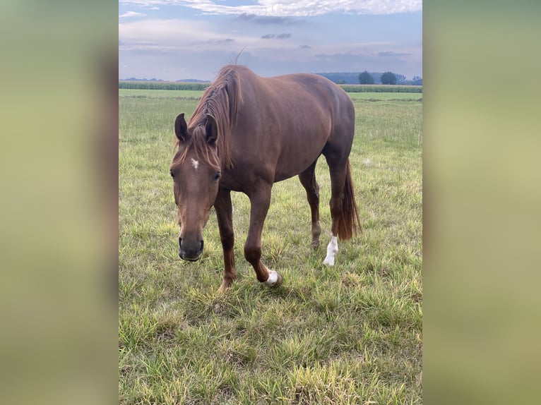 Hannoveraan Merrie 3 Jaar 167 cm Vos in Tespe