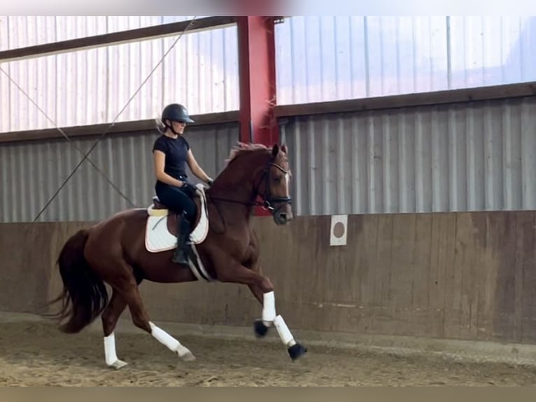 Hannoveraan Merrie 3 Jaar 167 cm Vos in Schwarmstedt