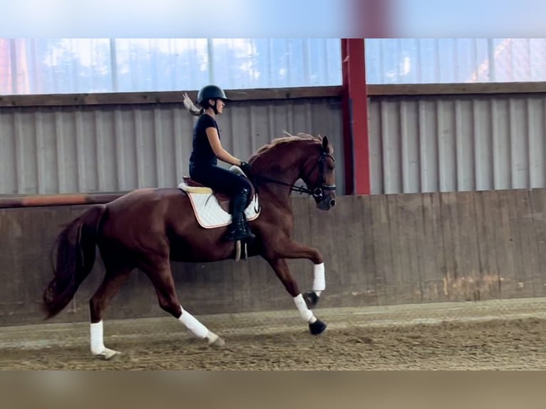 Hannoveraan Merrie 3 Jaar 167 cm Vos in Schwarmstedt