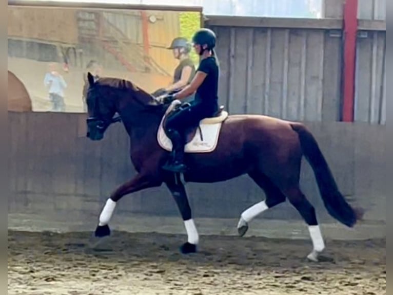 Hannoveraan Merrie 3 Jaar 167 cm Vos in Schwarmstedt