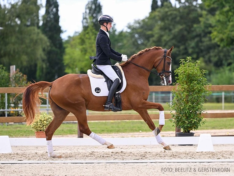 Hannoveraan Merrie 3 Jaar 167 cm Vos in Verden