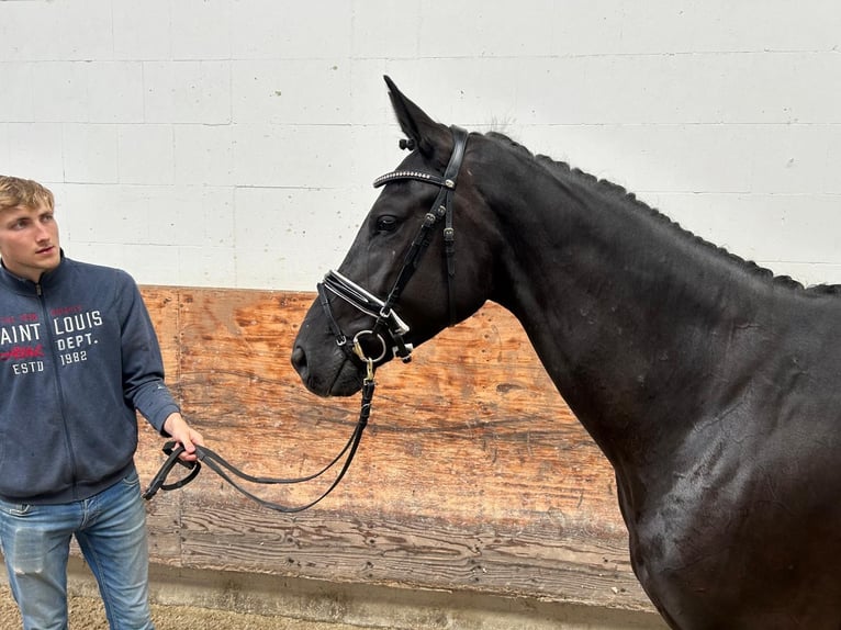 Hannoveraan Merrie 3 Jaar 167 cm Zwart in Verden (Aller)