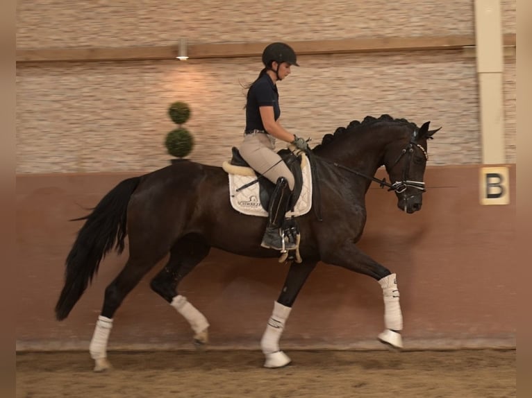 Hannoveraan Merrie 3 Jaar 167 cm Zwart in Wehringen