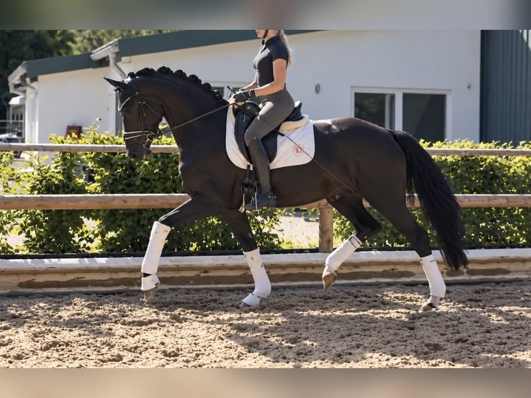 Hannoveraan Merrie 3 Jaar 167 cm Zwart in Wehringen