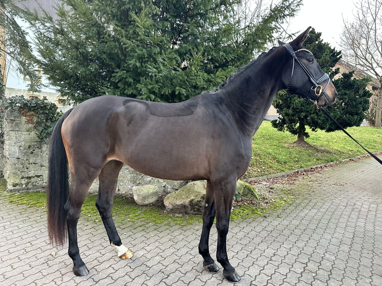 Hannoveraan Merrie 3 Jaar 167 cm Zwartbruin in Bielefeld