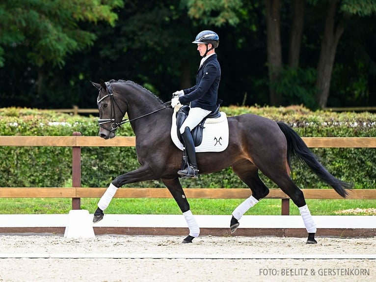 Hannoveraan Merrie 3 Jaar 167 cm Zwartbruin in Verden