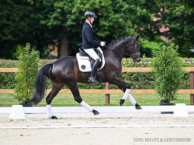 Hannoveraan Merrie 3 Jaar 167 cm Zwartbruin in Verden