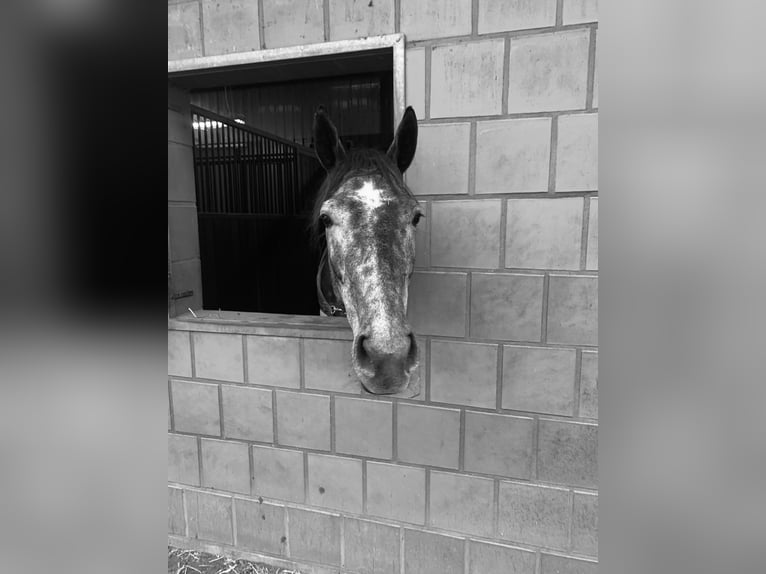 Hannoveraan Merrie 3 Jaar 167 cm Zwartschimmel in Hepstedt