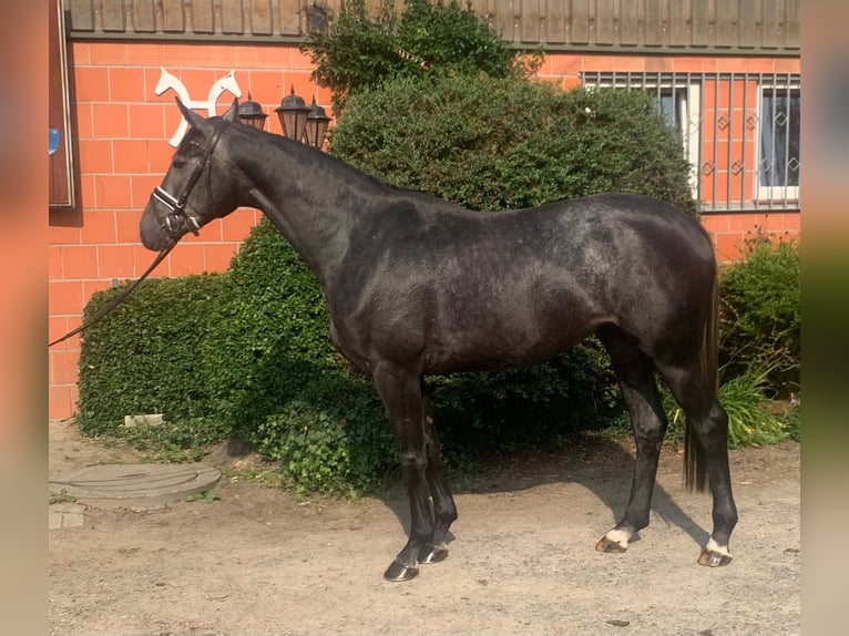 Hannoveraan Merrie 3 Jaar 167 cm Zwartschimmel in Hepstedt