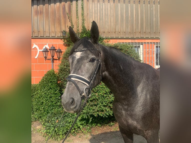 Hannoveraan Merrie 3 Jaar 167 cm Zwartschimmel in Hepstedt