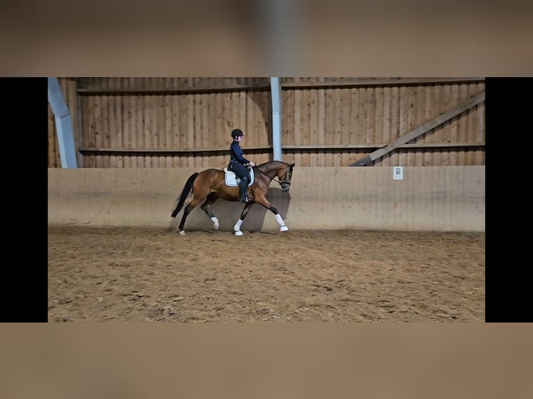 Hannoveraan Merrie 3 Jaar 168 cm Bruin in Basdahl