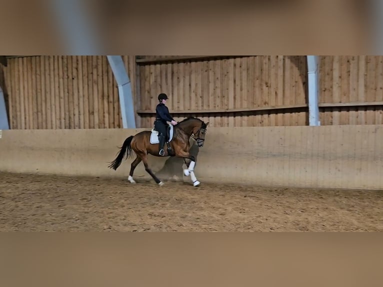 Hannoveraan Merrie 3 Jaar 168 cm Bruin in Basdahl