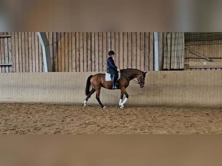 Hannoveraan Merrie 3 Jaar 168 cm Bruin in Basdahl