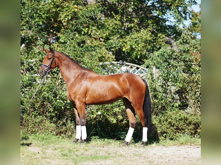 Hannoveraan Merrie 3 Jaar 168 cm Bruin in Hohenfelde