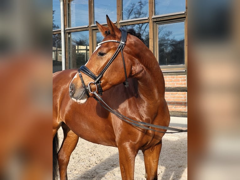 Hannoveraan Merrie 3 Jaar 168 cm Bruin in Heidesheim am Rhein