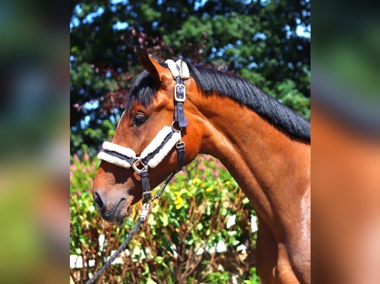 Hannoveraan Merrie 3 Jaar 168 cm Bruin in Selsingen