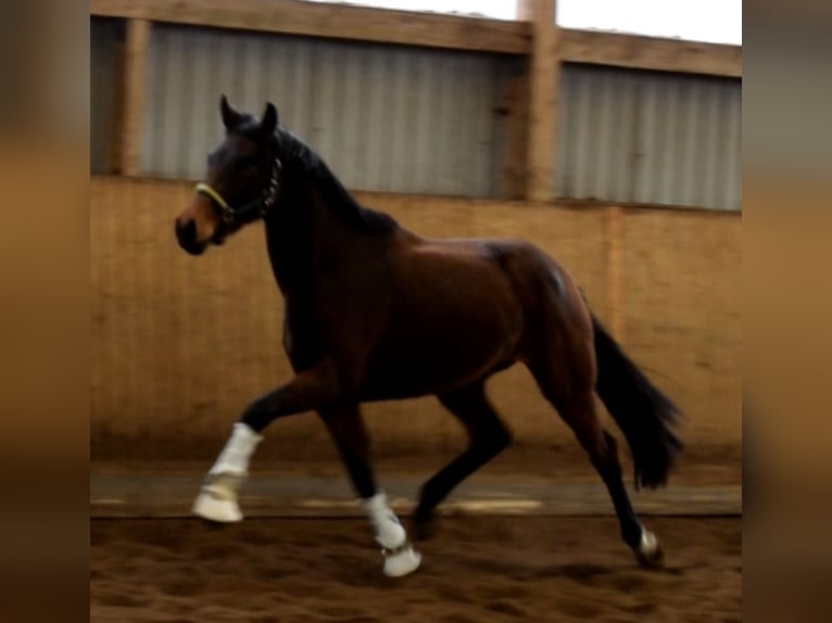 Hannoveraan Merrie 3 Jaar 168 cm Bruin in Fredenbeck