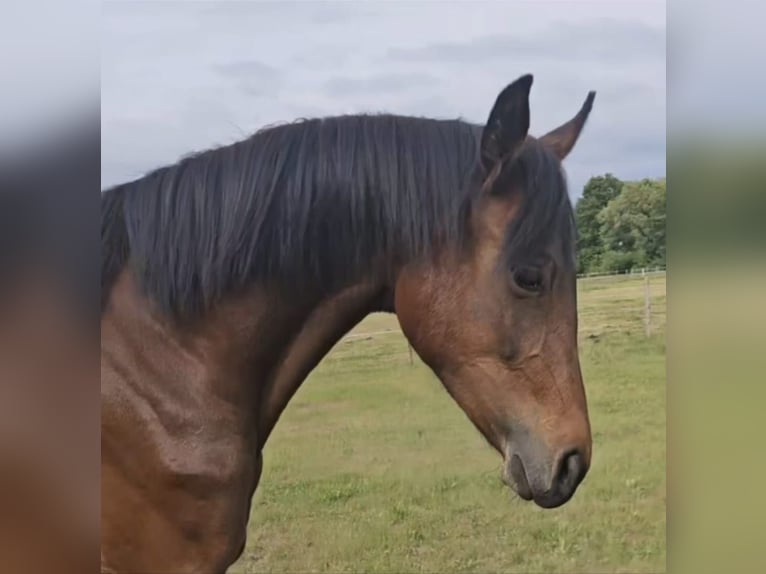 Hannoveraan Merrie 3 Jaar 168 cm Bruin in Oebisfelde