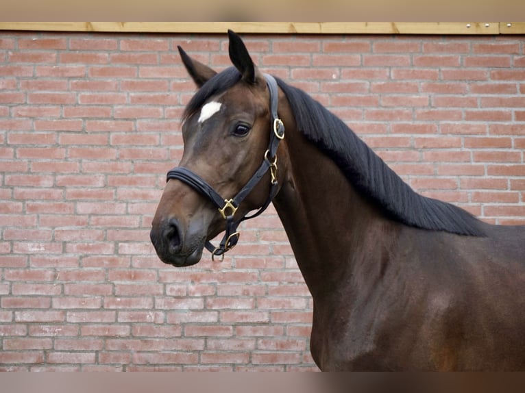 Hannoveraan Merrie 3 Jaar 168 cm Donkerbruin in Axel