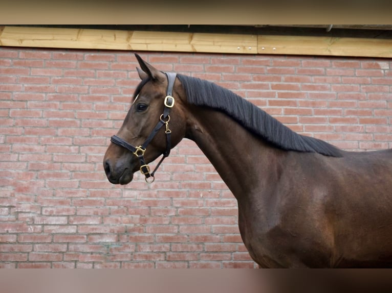 Hannoveraan Merrie 3 Jaar 168 cm Donkerbruin in Axel
