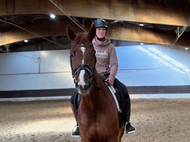 Hannoveraan Merrie 3 Jaar 168 cm Donkerbruin in Verden (Aller) Hannoveraan Merrie 3 Jaar 168 cm Donkerbruin in Verden (Aller)